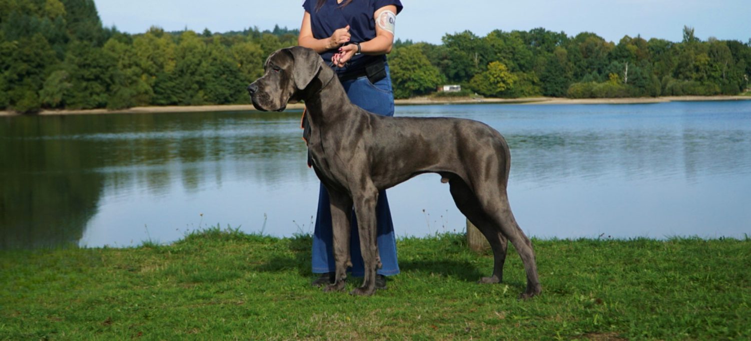 VIP XAVJEE DE DOGOKO