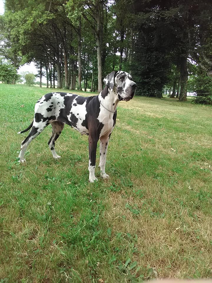MY LOVE Des Terres de Becquerel · Dogue Allemand femelle Noire · LOF 80501 · élevage TABARY/BOCQUET