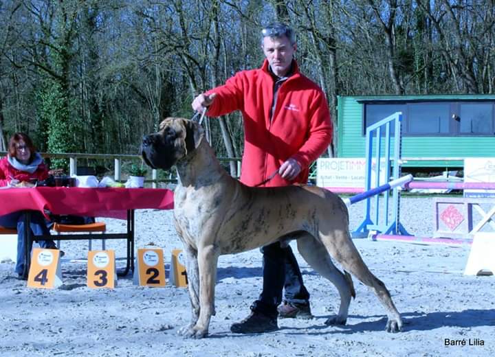 MIDNIGHT DU VAL DE CELLE · Dogue Allemand mâle Bringé · LOF 79276 · élevage BOULANGER SYLVAIN