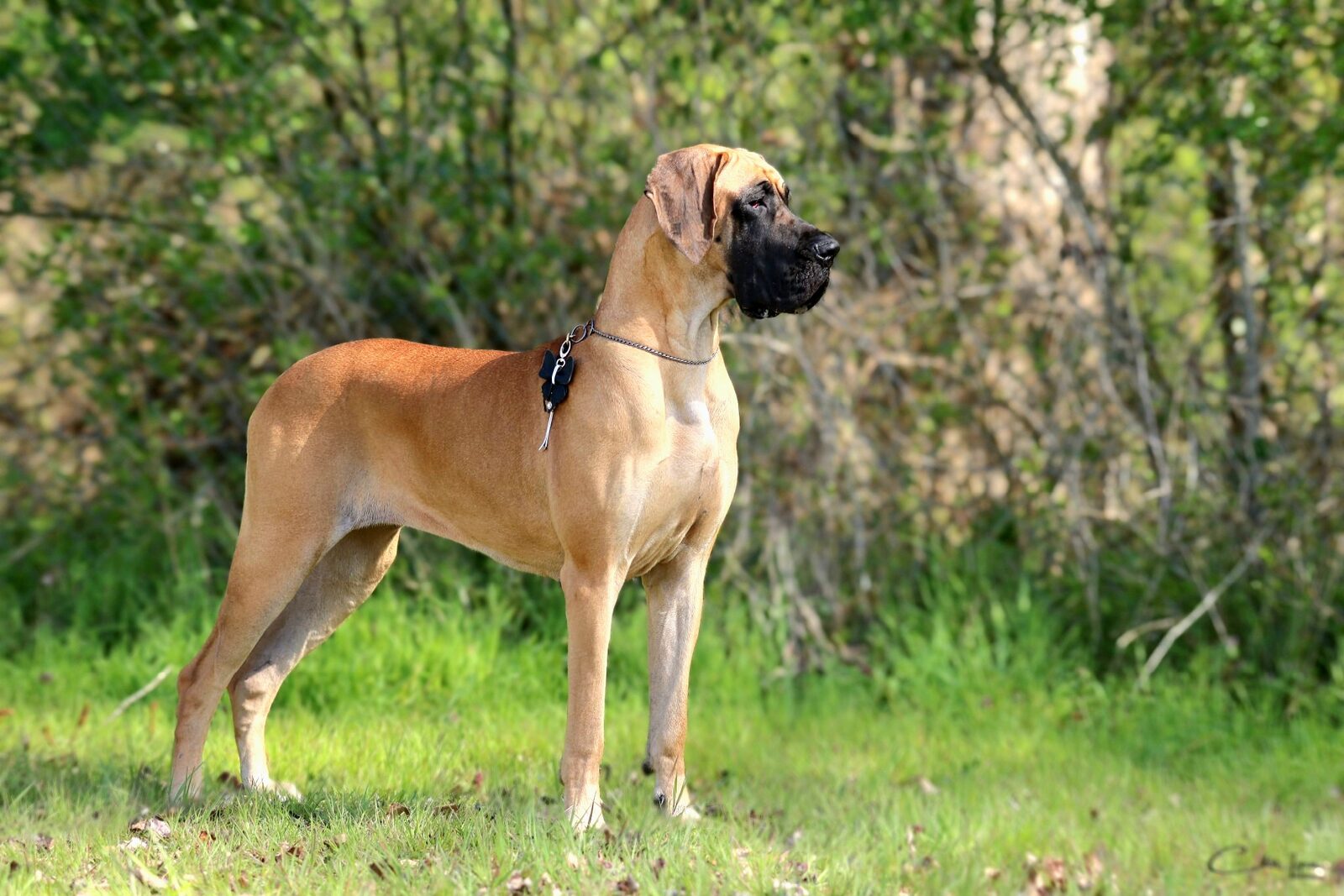 ZLATO'A CHEER'LOCK · Dogue Allemand femelle Fauve · LOF 88481 · élevage Non renseigné