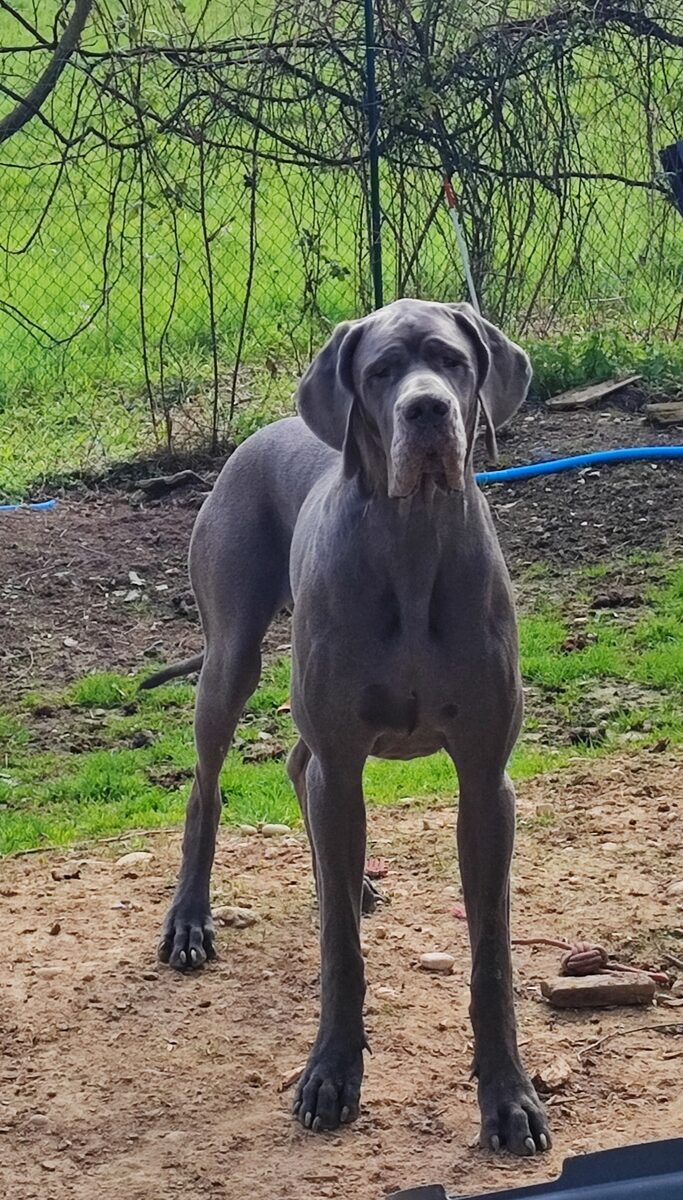 ARWEN De la Tour du Dauphine · Dogue Allemand femelle Bleue · LOF 88009 · élevage MIDOUX CATHERINE ET MIGUEL