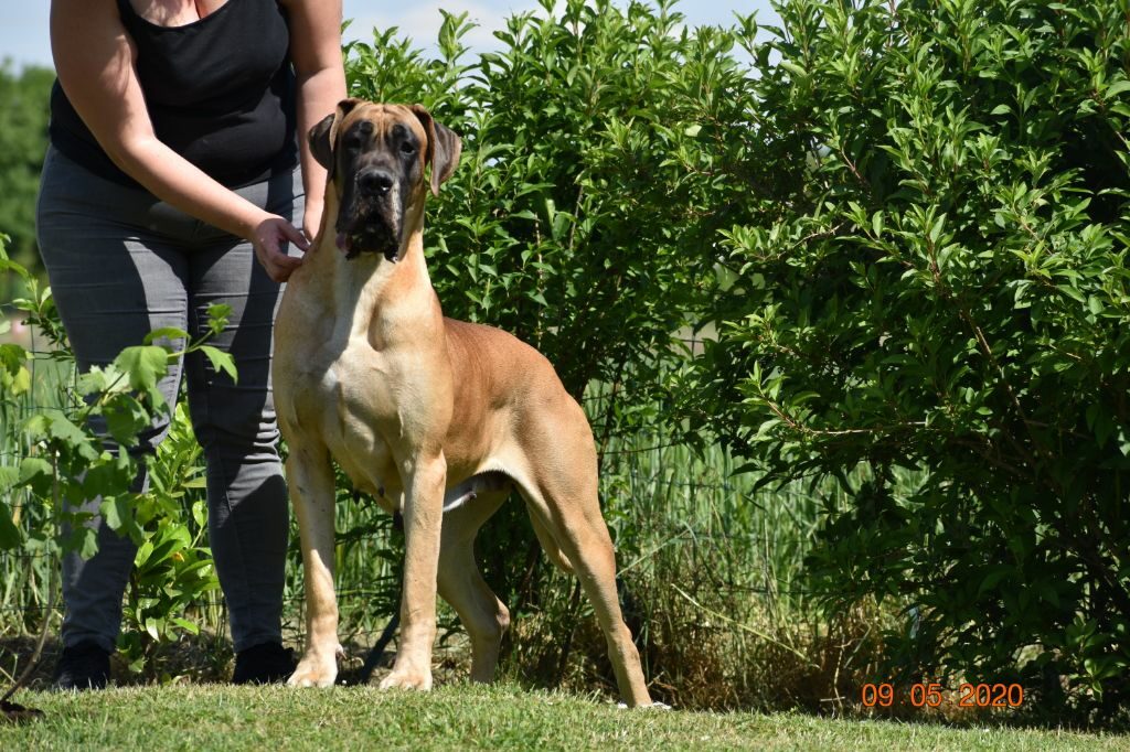 NINA DE L'HACIENDA DES DOGOS · Dogue Allemand femelle Fauve · LOF 80825 · élevage MONROLIN DAVID