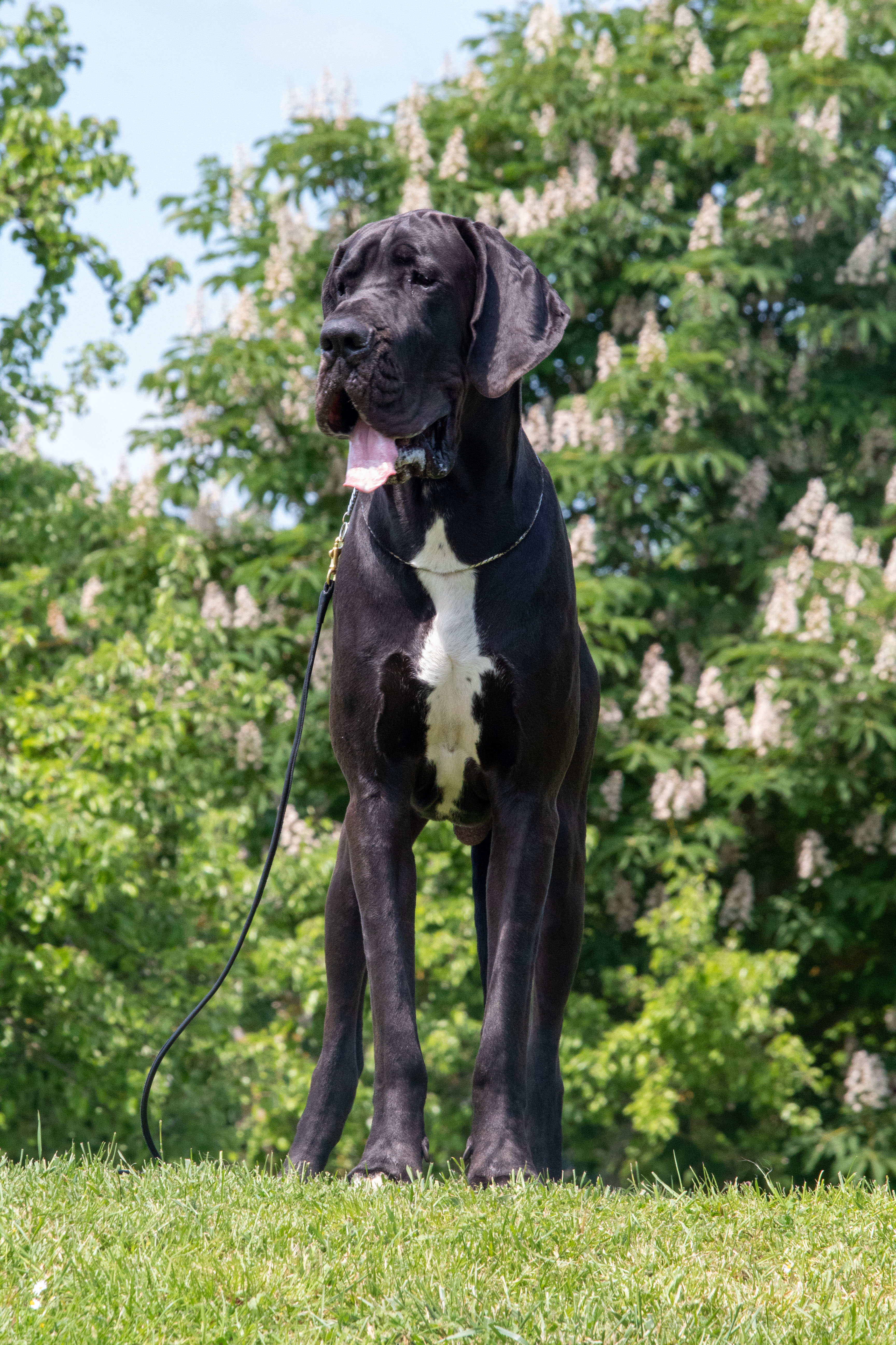SIRIUS DES TERRES DE ROMANDOR, Dogue Allemand mâle Noir