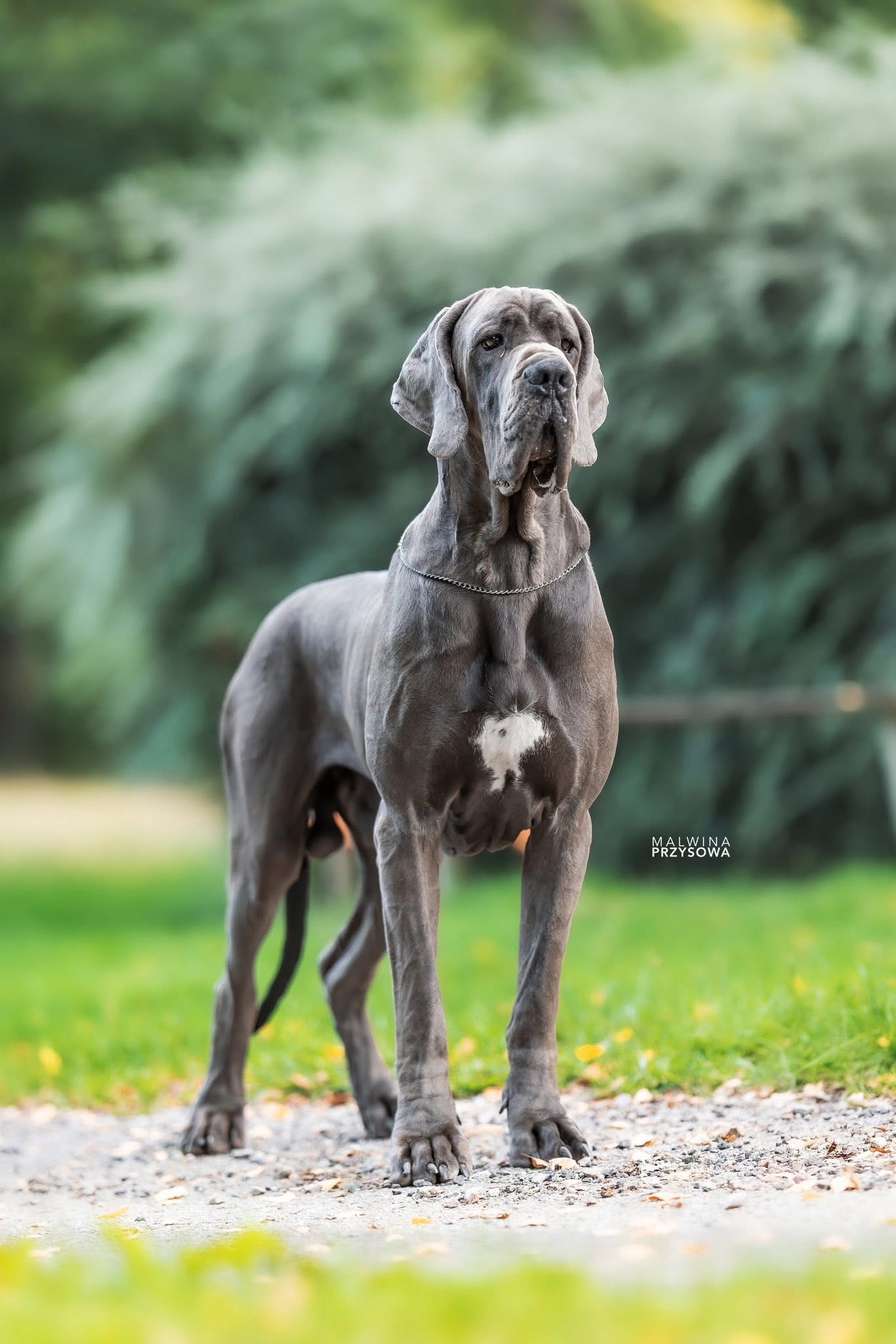 VALMONT AU ROYAUME DE LEYLA, Dogue Allemand mâle Bleu