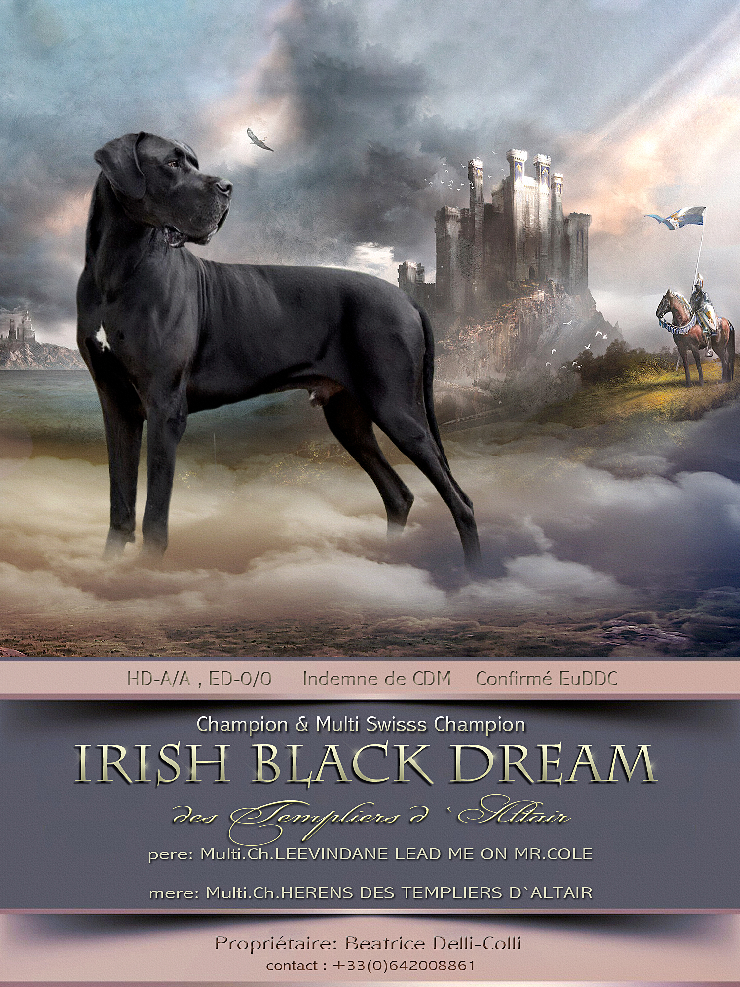 IRISH BLACK DREAM DES TEMPLIERS D'ALTAIR Des Templiers D'altair, Dogue Allemand mâle Noir