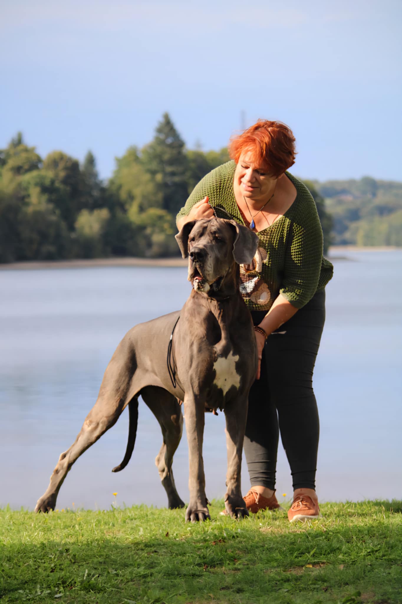 NAIMA De la Guilde des Nephilims · Dogue Allemand femelle Bleue · LOF 80877 · élevage COTTIER CELINE