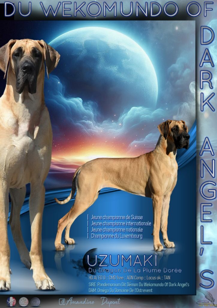 UZUMAKI DU DRAGON DE LA PLUME DOREE · Dogue Allemand femelle Fauve · LOF 86446 · élevage DUSART BENOIT & MME DELHAYE FLORIANE & MME DUMOULIN CHARLOTTE