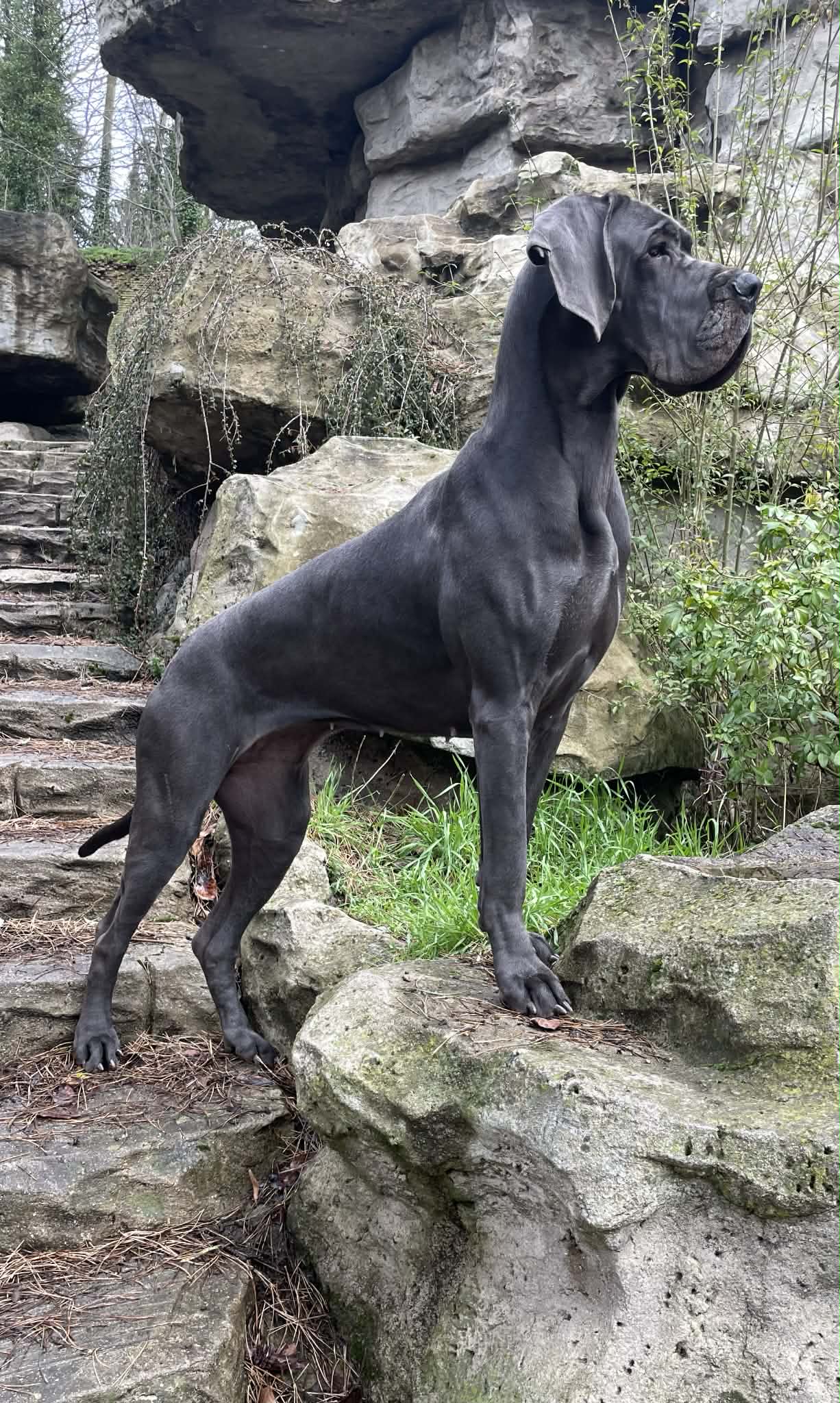 VAVAI De la Cote Septentrionale · Dogue Allemand femelle Bleue · LOF 87788 · élevage NEUVILLE CHRISTELLE