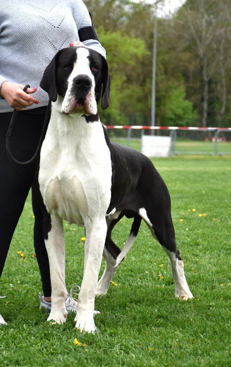 ULK DES TERRES DU LIVRADOIS, Dogue Allemand mâle Noir