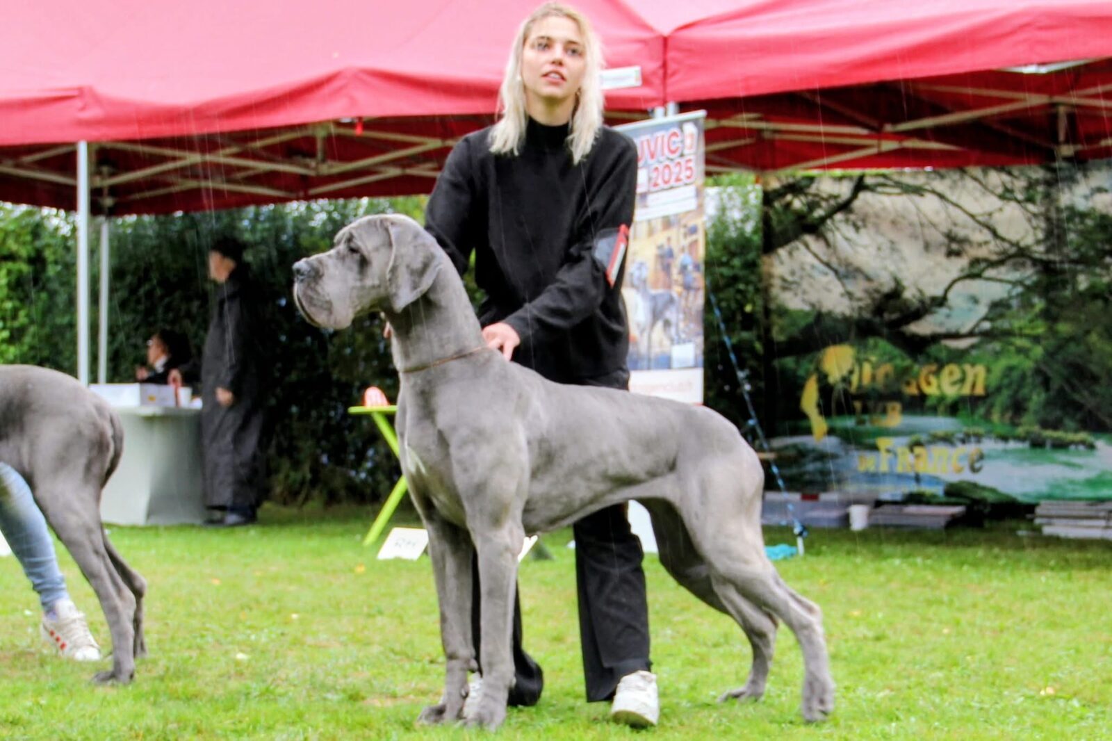 VAGUE A L'AME DES SOURCES DU GRAND DOLMEN · Dogue Allemand femelle Bleu · LOF 87300 · élevage Confidentiel