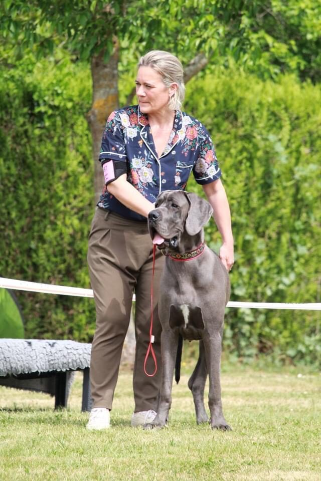 SUNNY De la Prairie des Fees, Dogue Allemand femelle Bleue