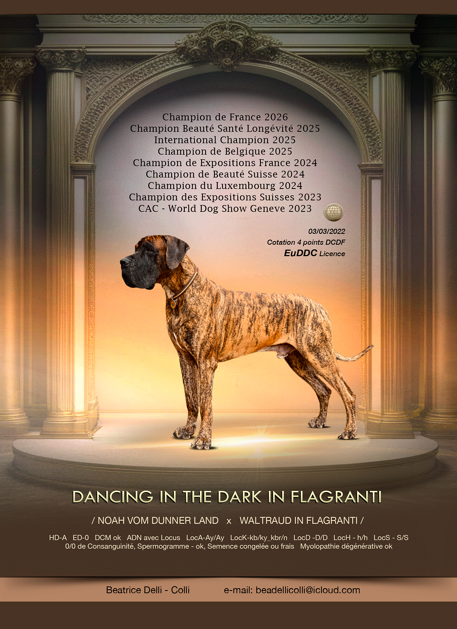 DANCING IN THE DARK IN FLAGRANTI In Flagranti, Dogue Allemand mâle Bringé