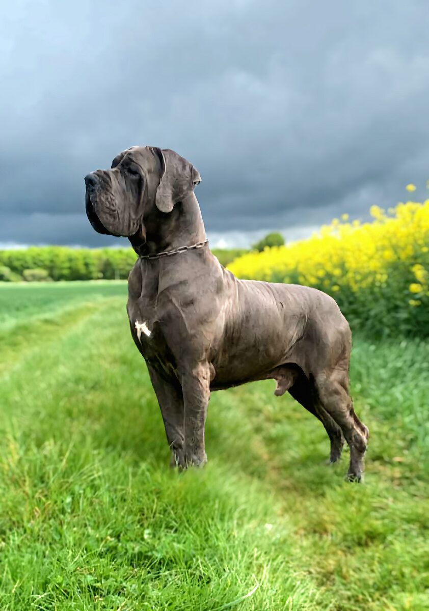 RASCAR CAPAC DE LA GUILDE DES NEPHILIMS, Dogue Allemand mâle Bleu