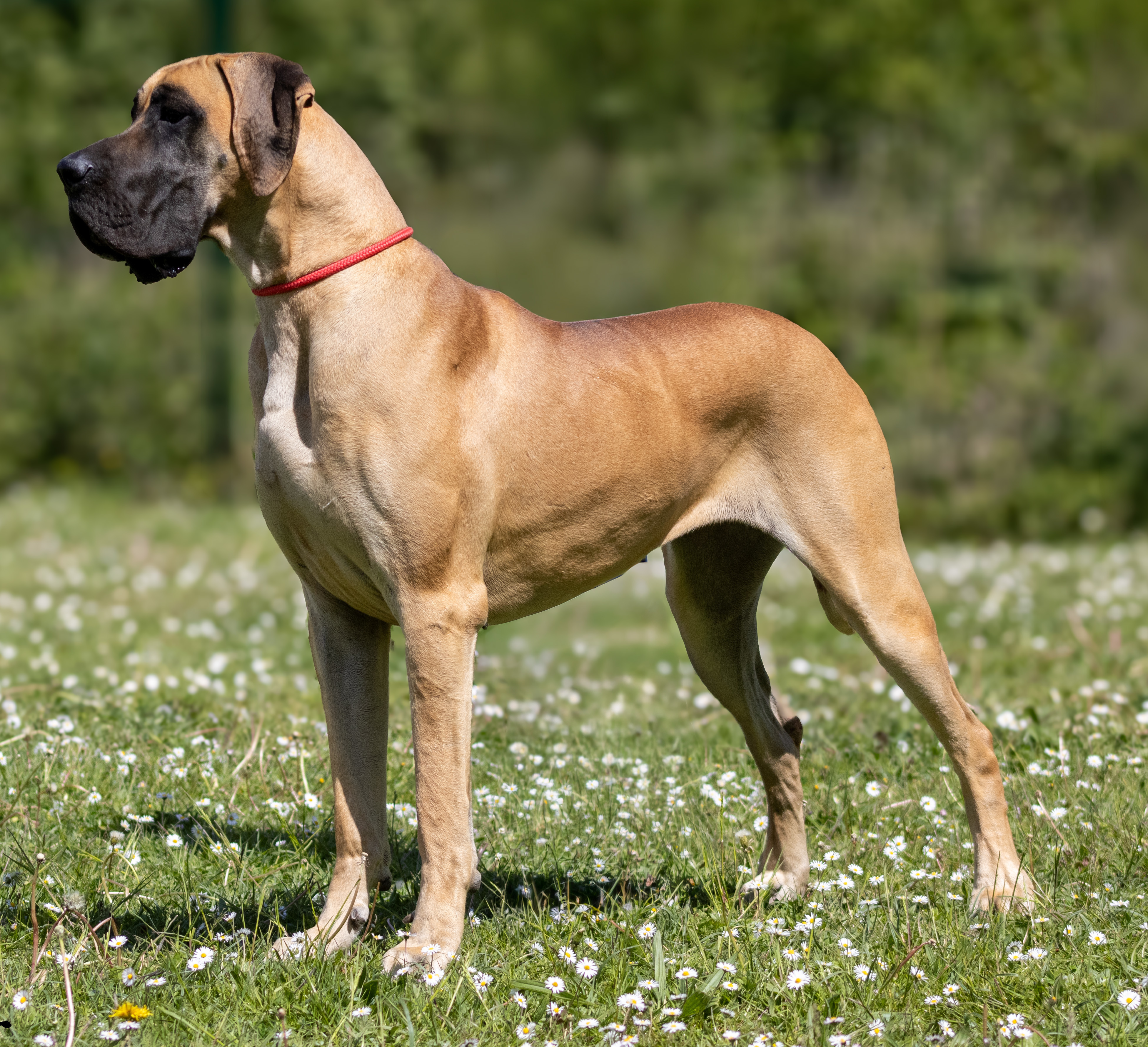 VARIATION SUR MARILOU DU VAL DE CELLE · Dogue Allemand femelle Fauve · LOF 87394 · élevage BOULANGER SYLVAIN