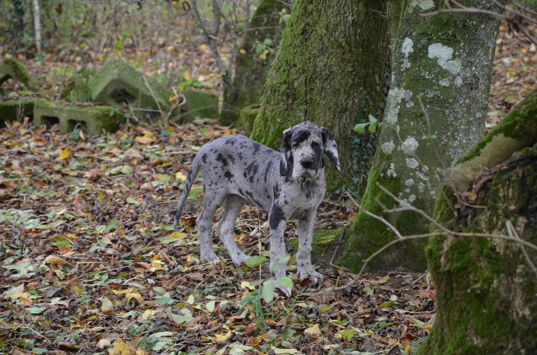 ANGELE DES ZAMOURS DE CAUX · Dogue Allemand femelle Gris bigarré de noir · LOF 88340 · élevage LES ZAMOURS DE CAUX