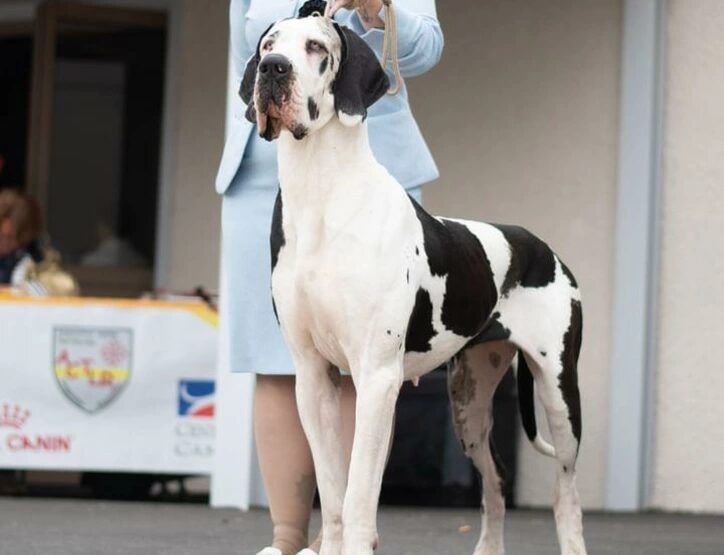 Photo du chien THEODORA — élevage Des Dieux de Sarusi