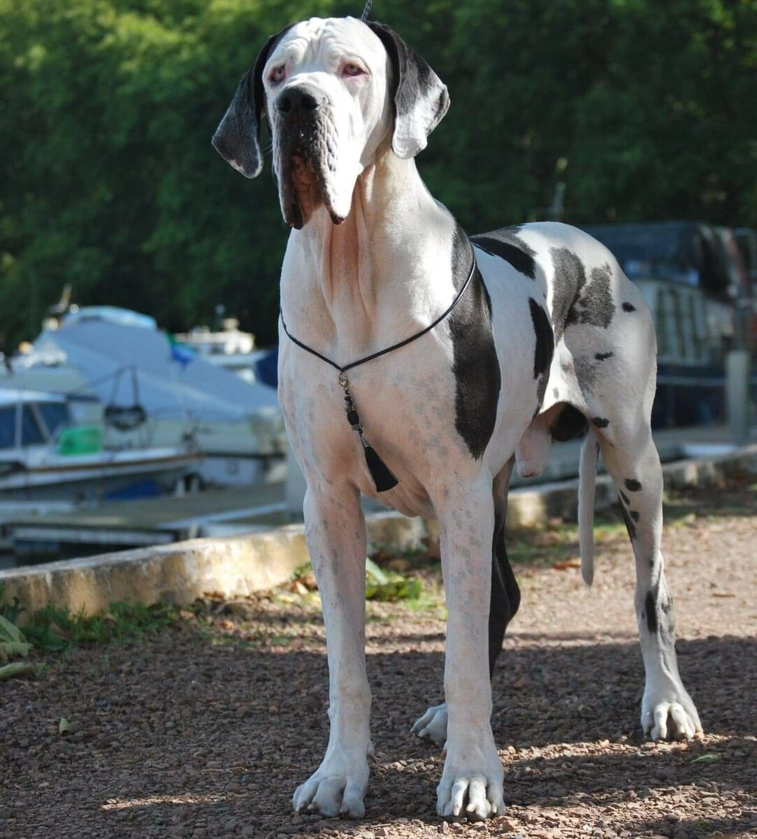 NYMPH DES TERRES DE BEAULIEU · Dogue Allemand mâle Blanc bigarré de noir · LOF 80418 · élevage VERE MARGOT
