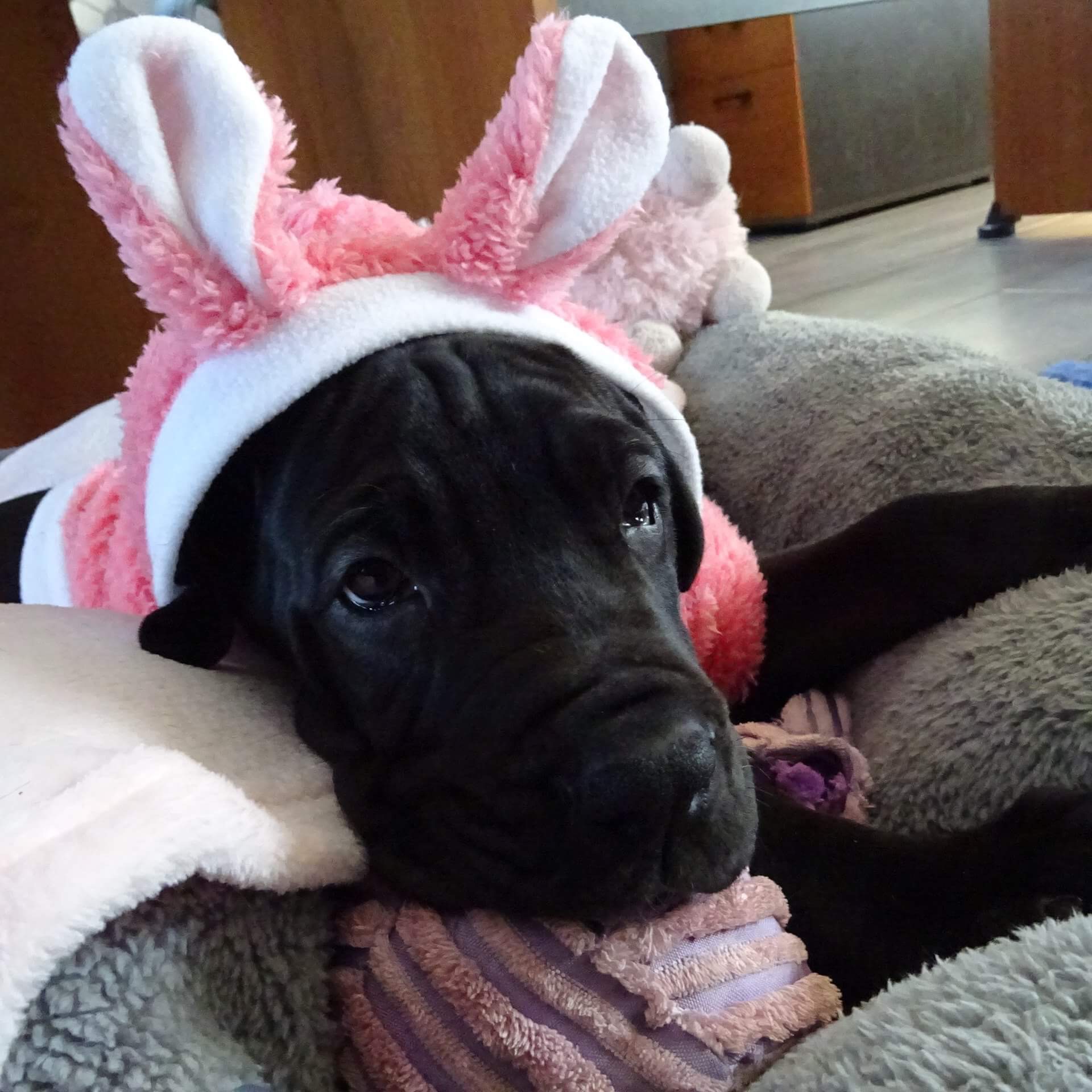 PEARL NOELYNE MOLOSEUM · Dogue Allemand · PKR II-132010 · élevage Mme KUKLA Dorota
