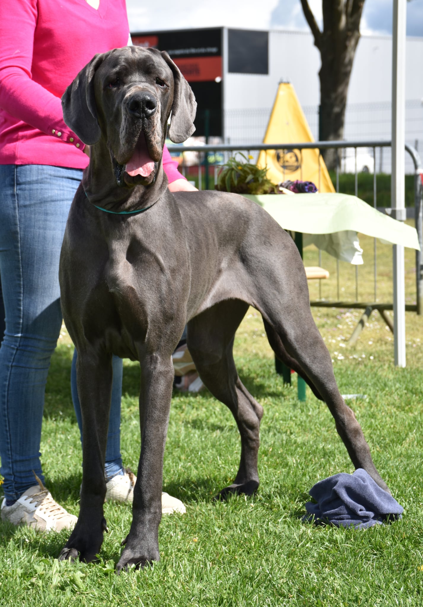 VAVEA DIT ALBA De la Cote Septentrionale · Dogue Allemand femelle Bleue · LOF 87790 · élevage NEUVILLE CHRISTELLE