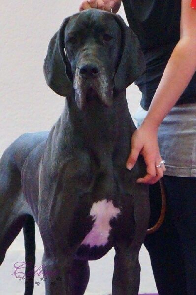 JENNA D'OCHRETOLIEVALTT · Dogue Allemand femelle Noir · LOF 76752 · élevage MASSUET CLOTILDE & RUDOLF CHARLOTTE