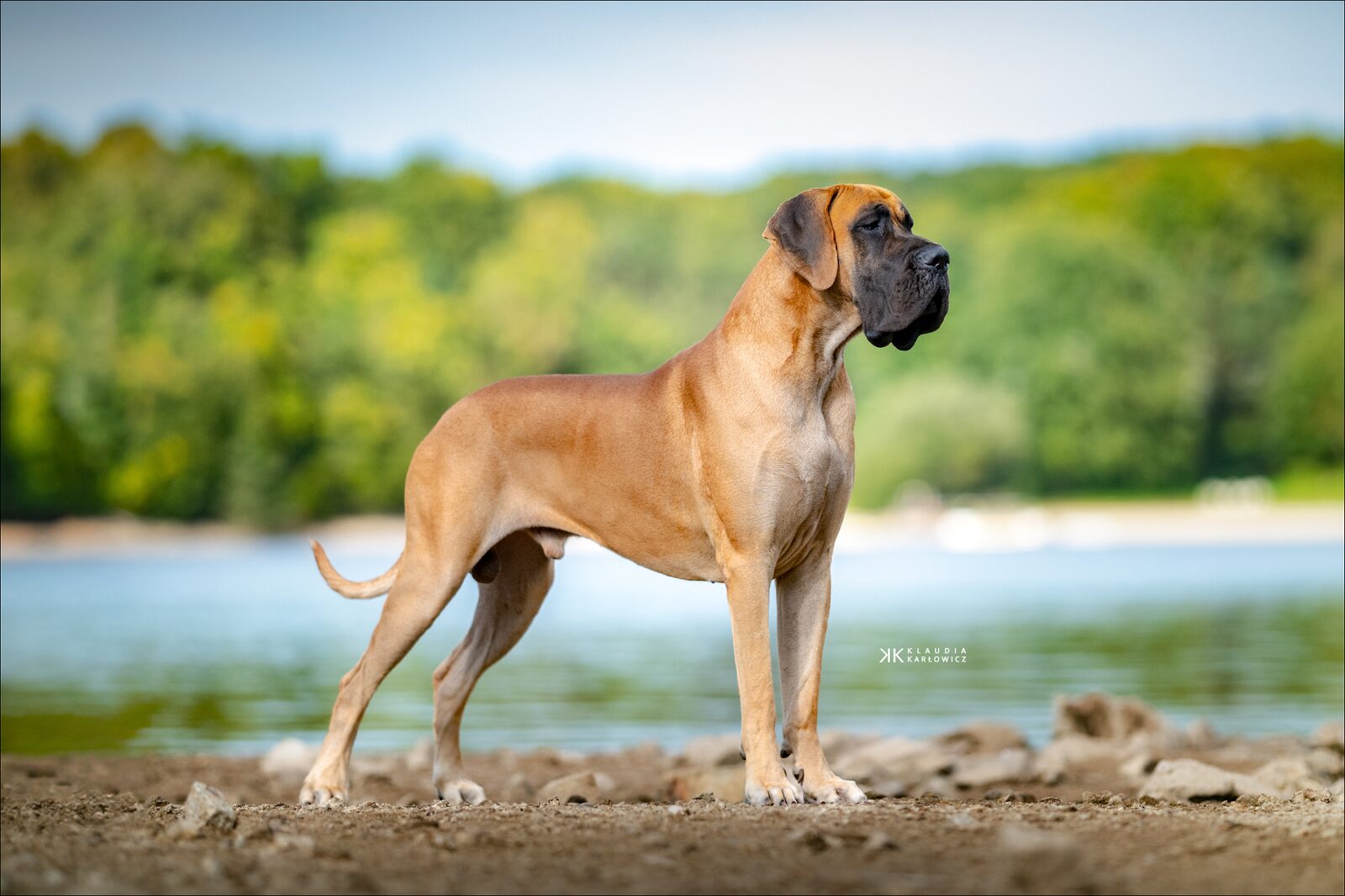 TIBALD DES PETITES VERNIERES, Dogue Allemand mâle Fauve
