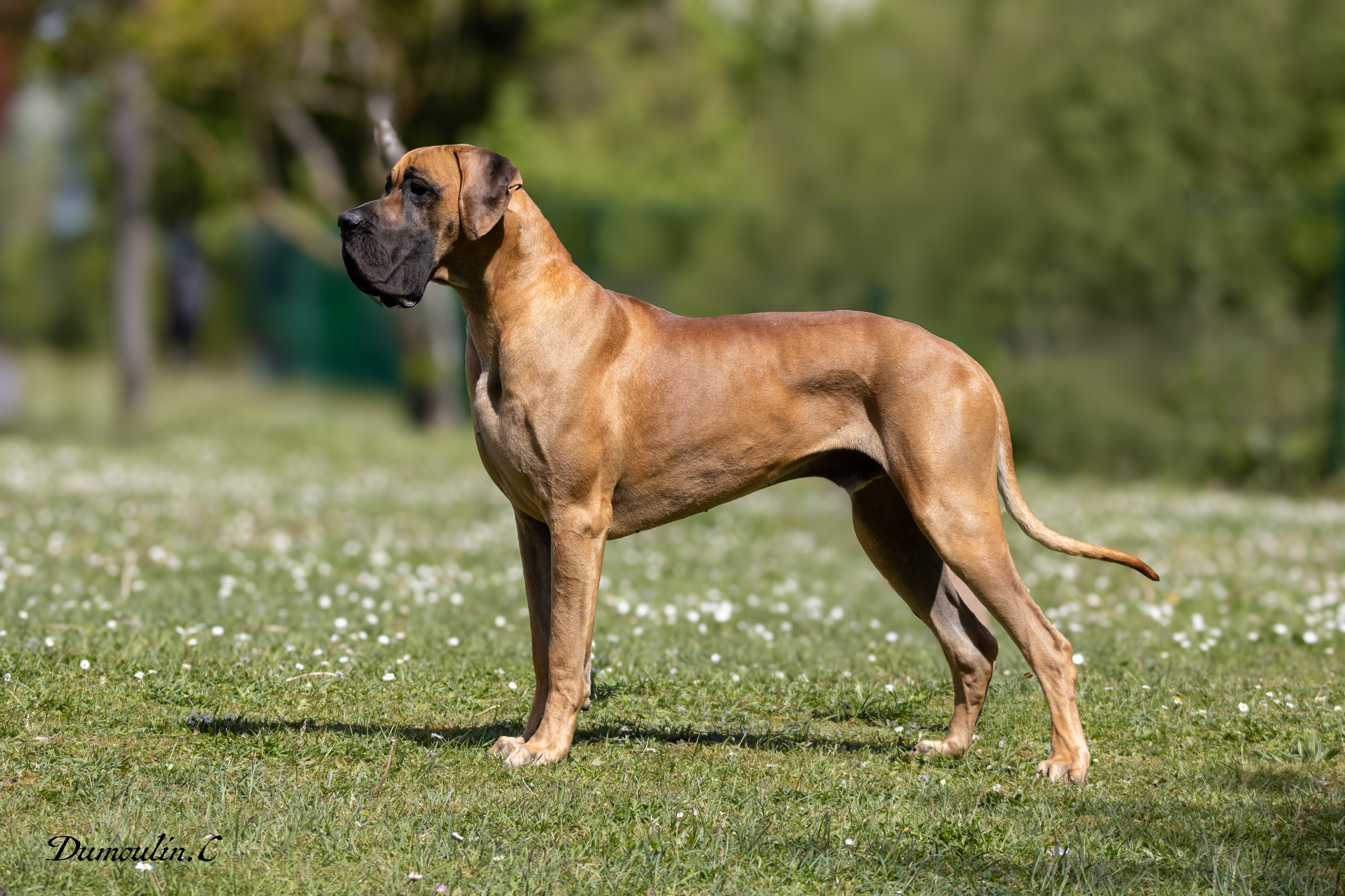 VAL-WILLO DU VAL DE CELLE, Dogue Allemand mâle Fauve