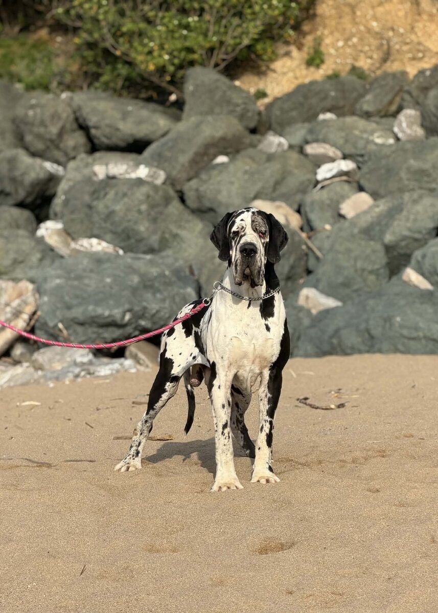 THESTARISBORN AU ROYAUME DE LEYLA, Dogue Allemand mâle Blanc bigarré de noir