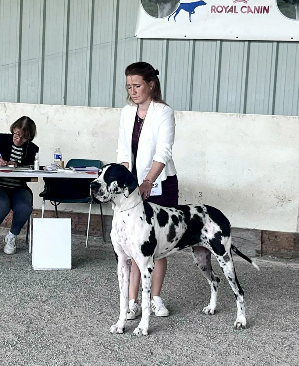 ADRASTEA DU TEMPLE SACRE D'HELOISE · Dogue Allemand femelle Blanc bigarré de noir · LOF 88129 · élevage MONNIN ELISABETH