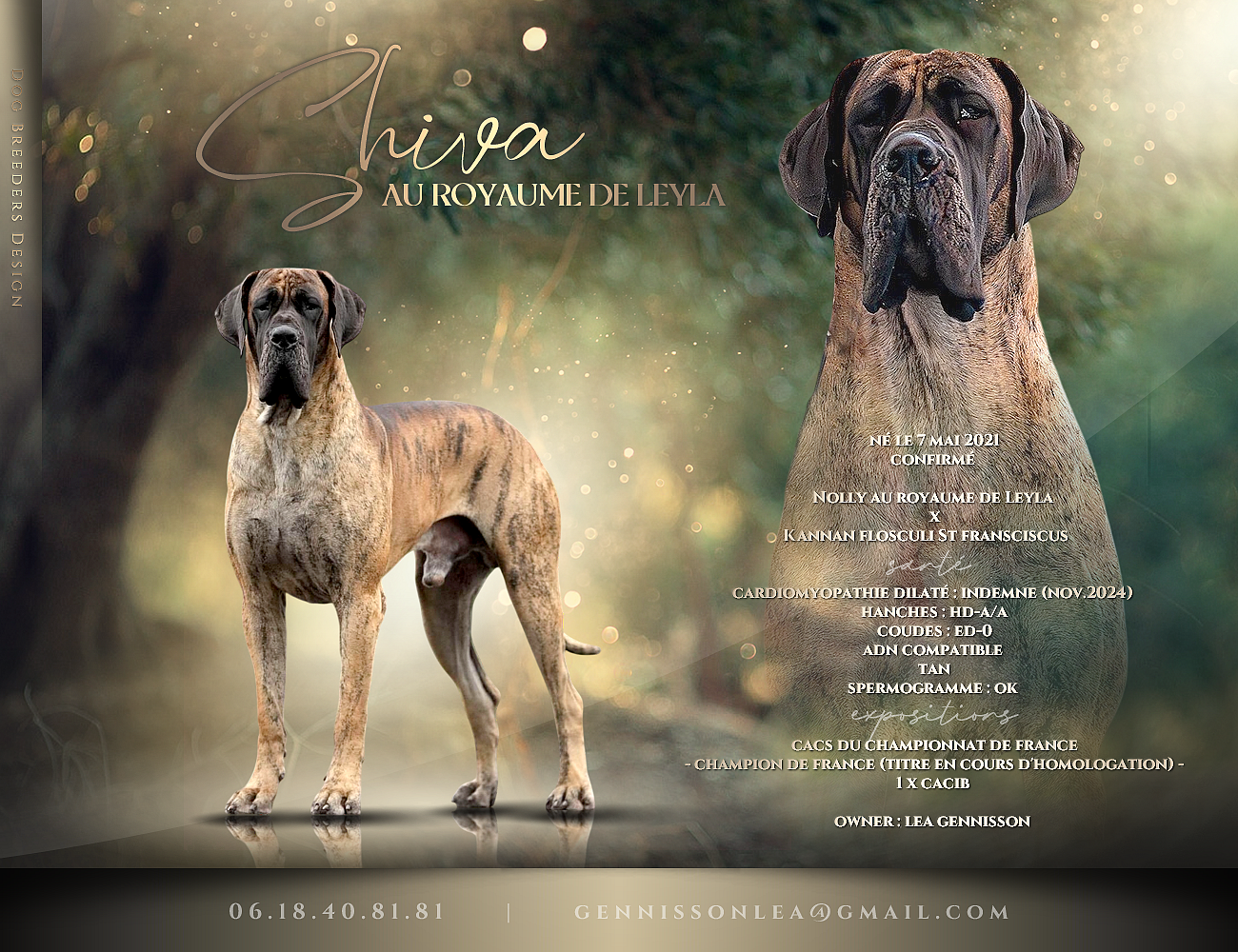 SHIVA AU ROYAUME DE LEYLA, Dogue Allemand mâle Bringé
