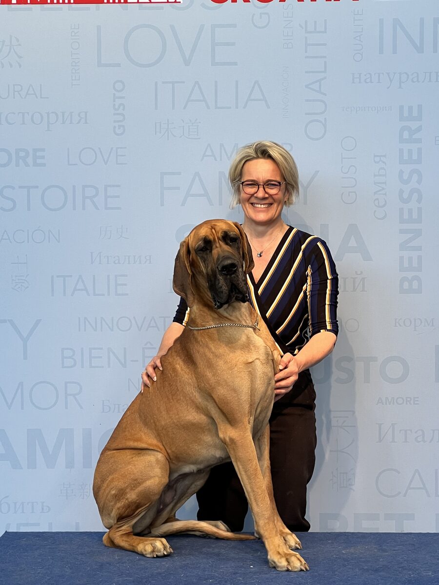 TEBALDI DES PETITES VERNIERES · Dogue Allemand femelle Fauve · LOF 86202 · élevage MIGNOT GERARD & M. VIAUD PHILIPPE