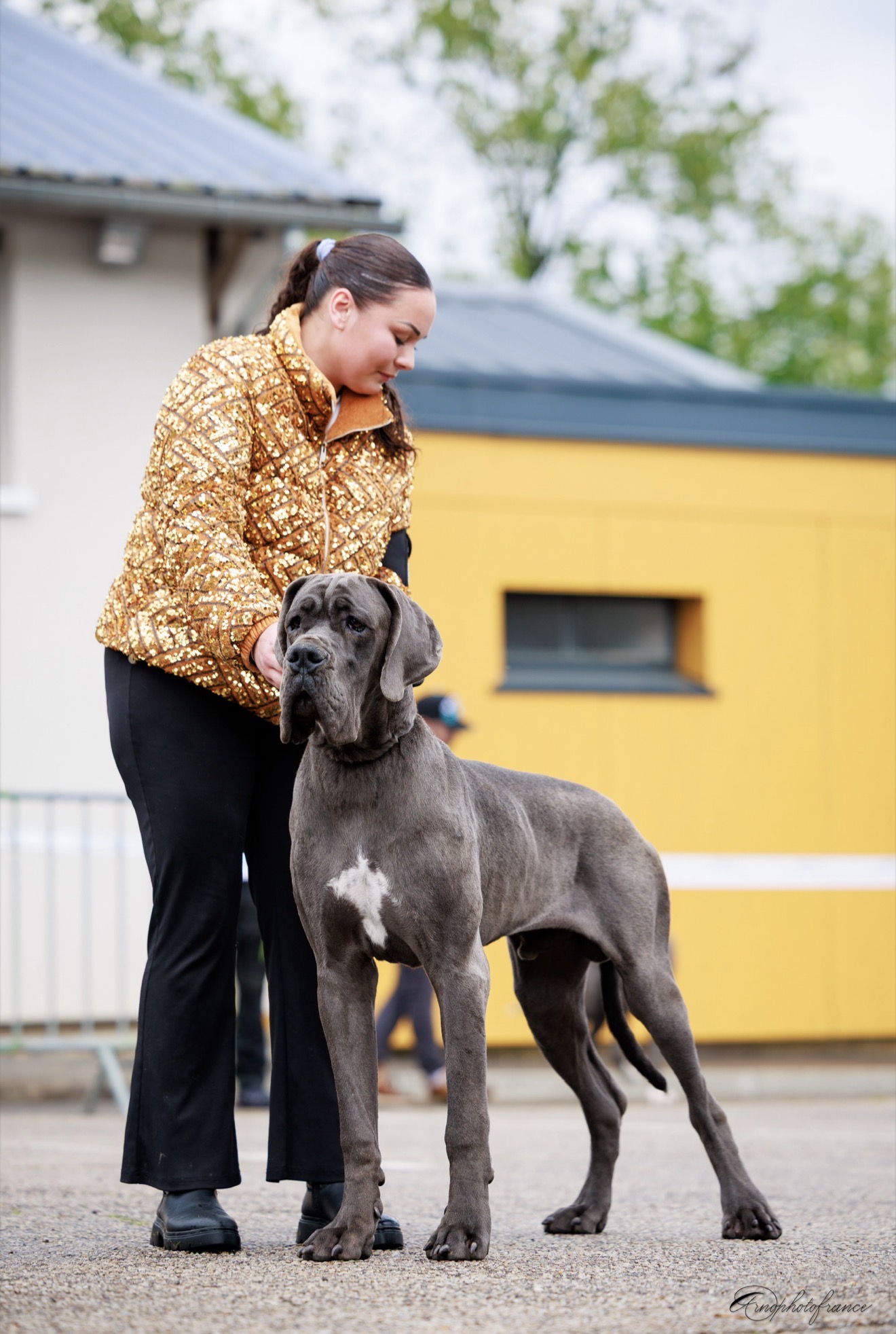 A KAISER DES TERRES DE PHELYZIA · Dogue Allemand mâle Bleu · LOF 88266 · élevage POISSON ALYSSIA