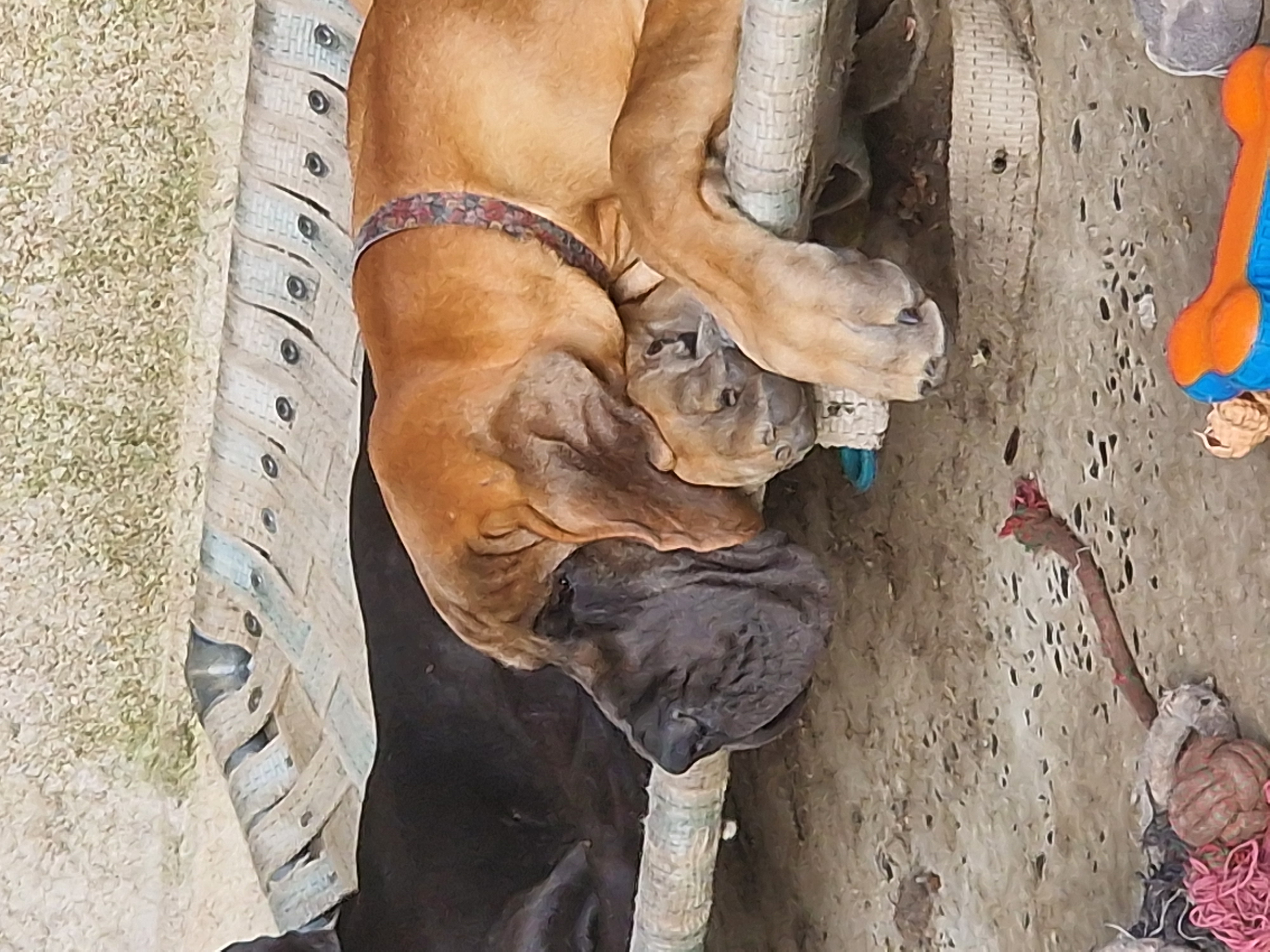 ADELAIDE DU DOMAINE DU RUPT DE MAD · Dogue Allemand femelle Fauve · LOF 87858 · élevage DREUMONT VALERIE