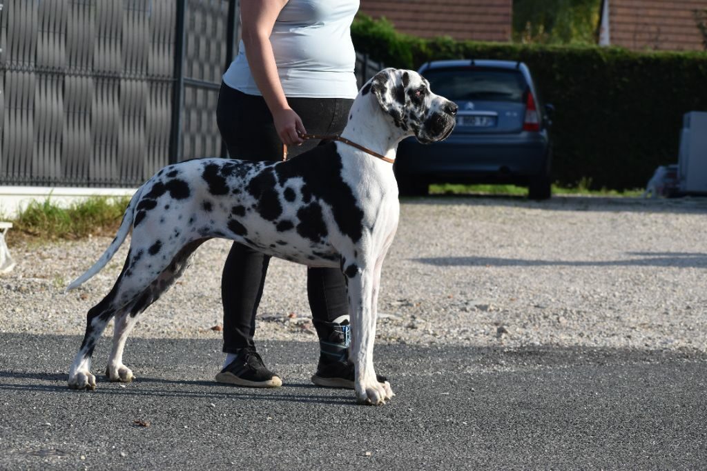 UNE PERLE DESTRUCTRICE DE CAMARDOUN · Dogue Allemand femelle Blanc bigarré de noir · LOF 86663 · élevage RIO MARINE