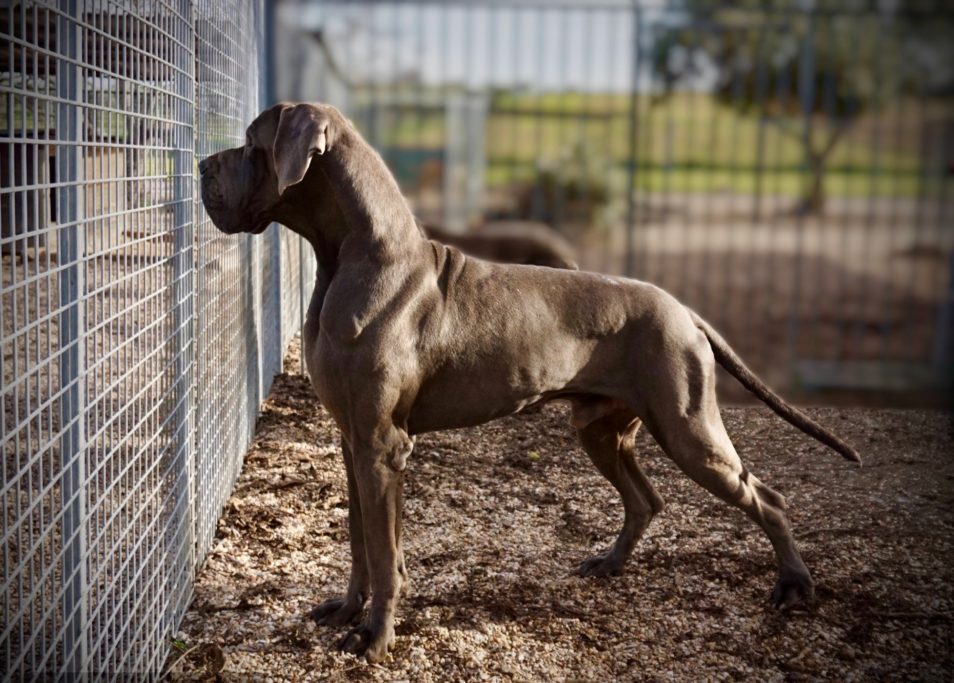 QASSIUS DE DOGOKO