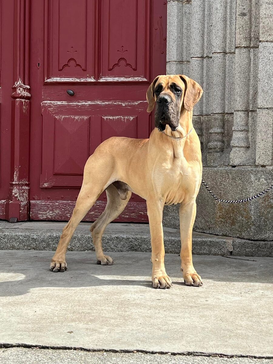 ROYAL SCOOBY-DOO DU JARDIN DE L'OLYMPE, Dogue Allemand mâle Fauve