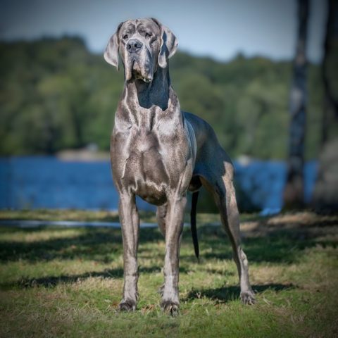 RAGNAR DE DOGOKO