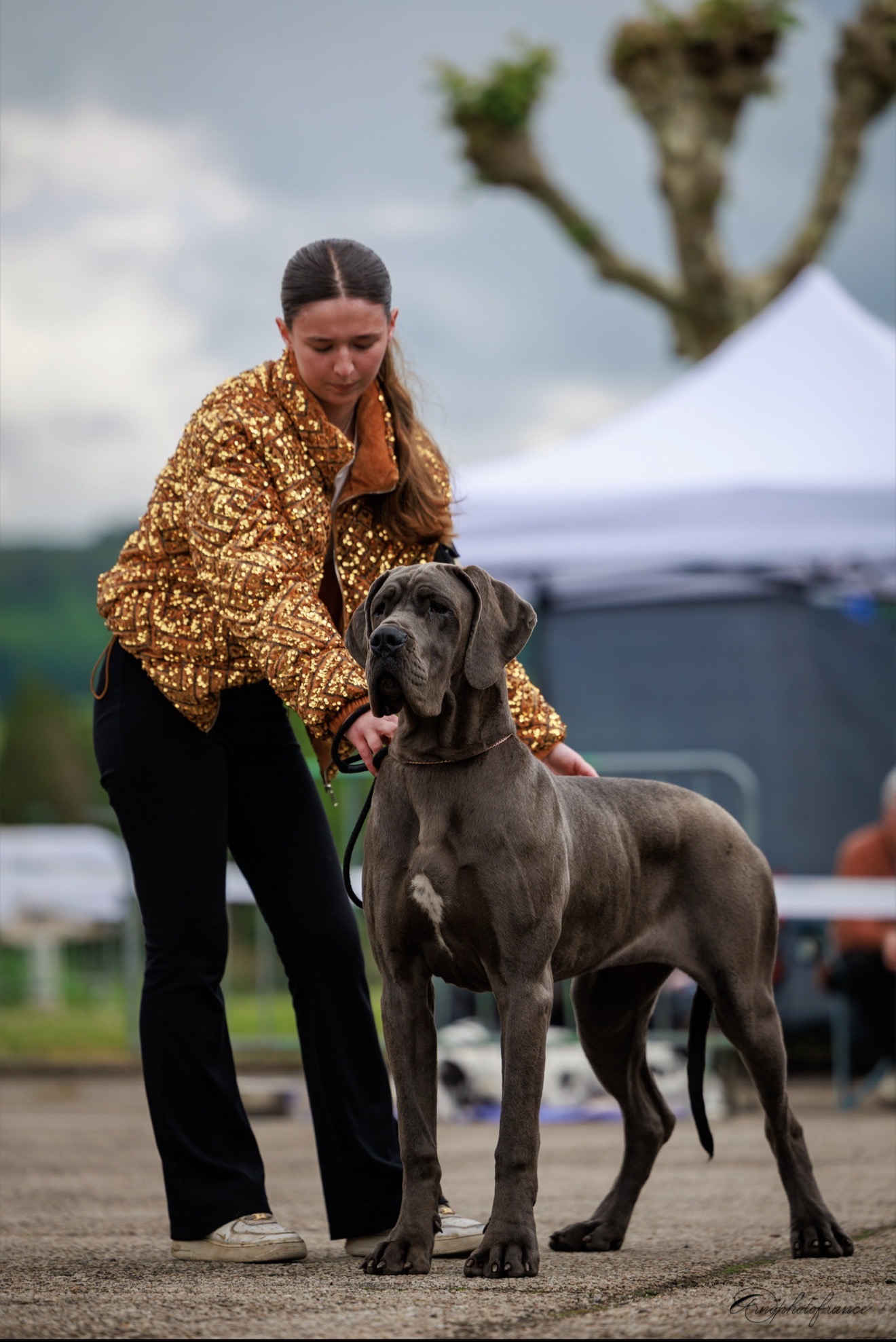 AMAYA DES TERRES DE PHELYZIA · Dogue Allemand femelle Bleu · LOF 88262 · élevage POISSON ALYSSIA