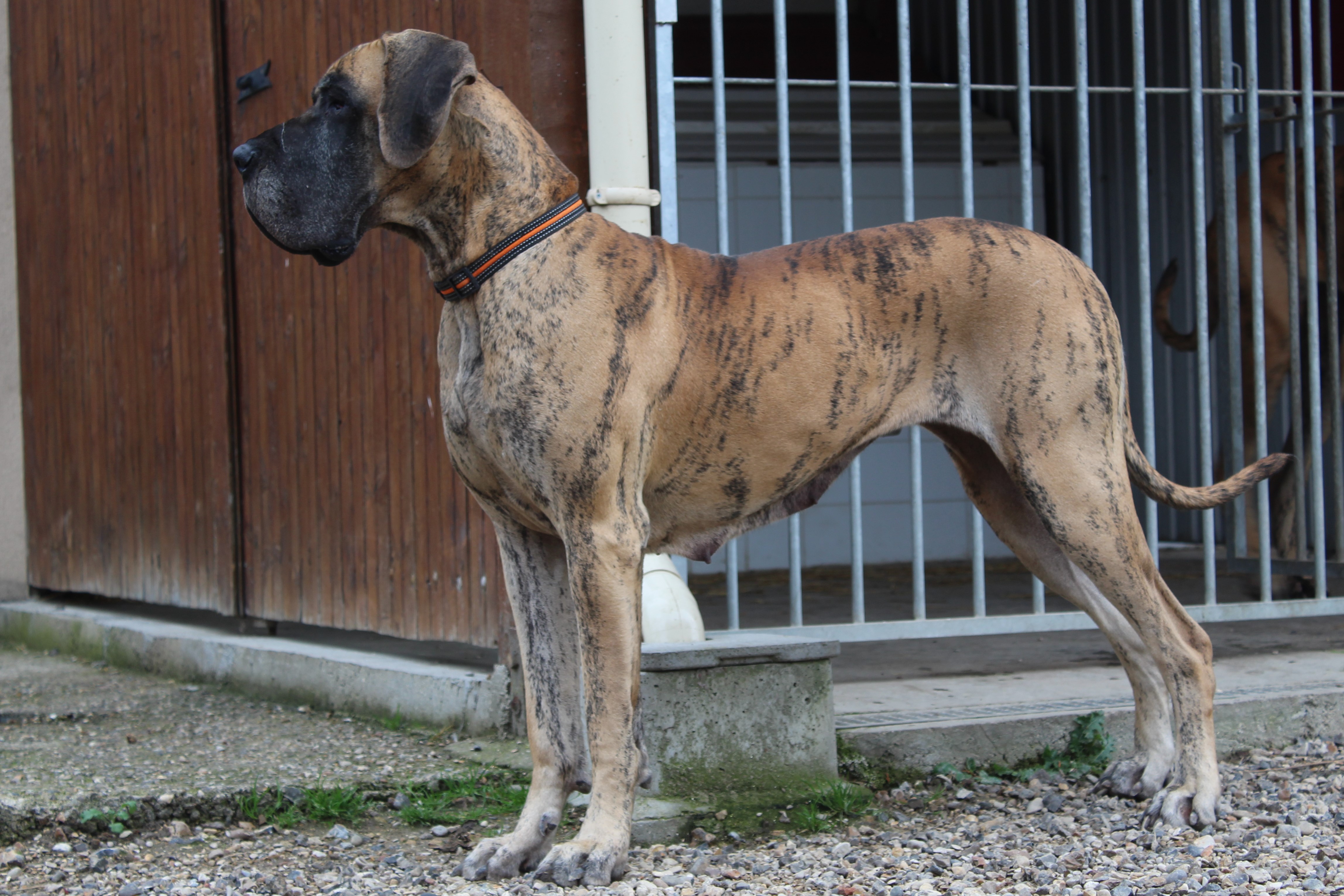 MALOU DU VAL DE CELLE · Dogue Allemand femelle Bringé · LOF 79283 · élevage BOULANGER SYLVAIN
