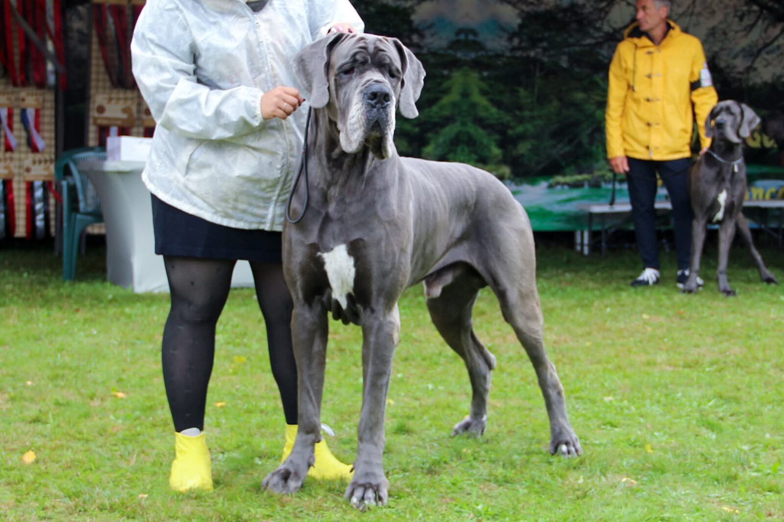 TORSTEN TILL OSFERTH DE LA GUILDE DES NEPHILIMS, Dogue Allemand mâle Bleu