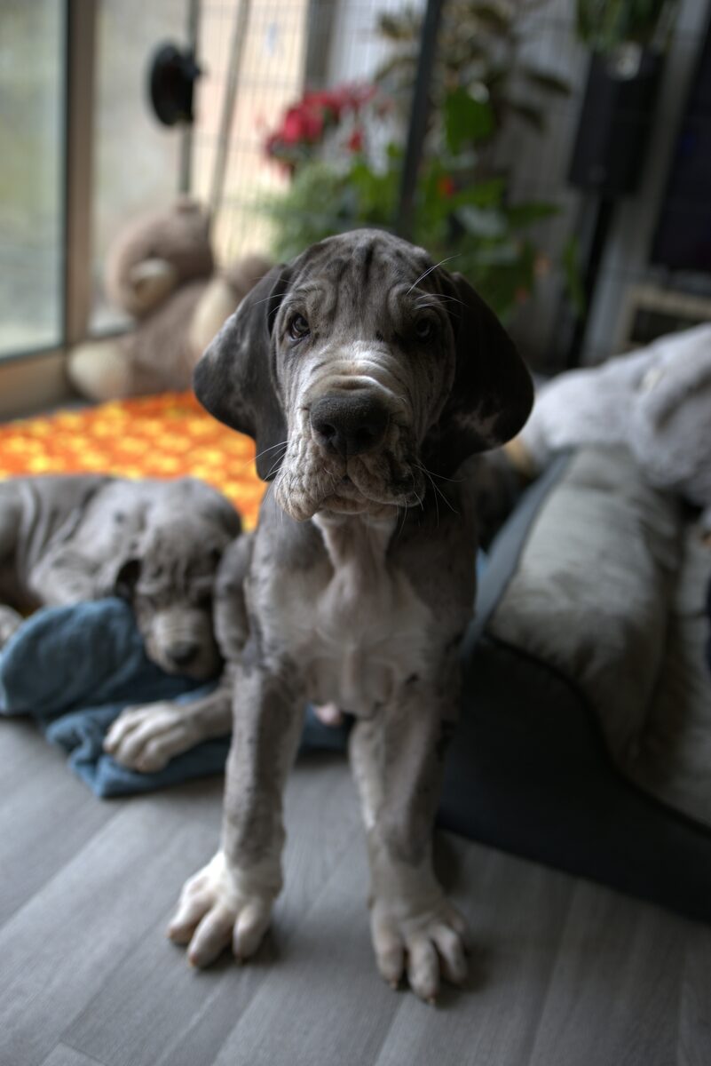 BUDDY