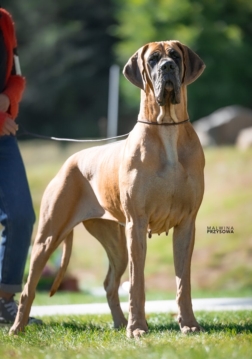 Photo du chien TIA — élevage De Valavergny