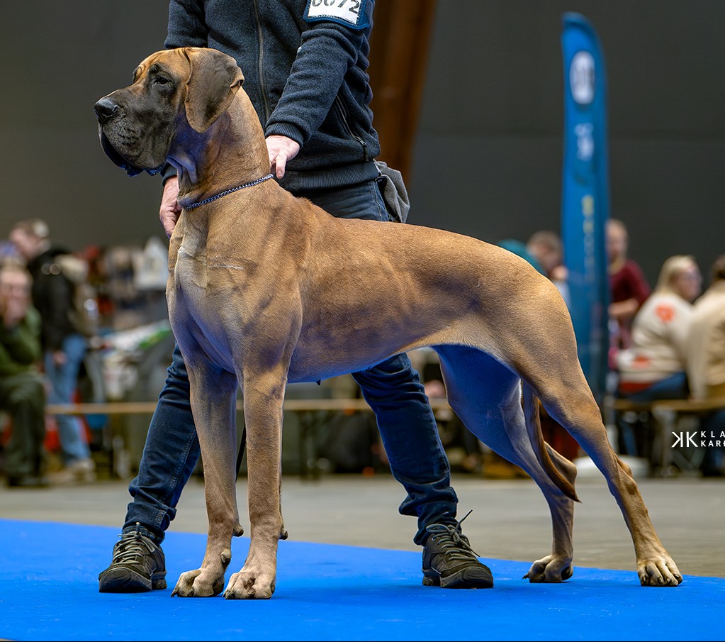 Photo Un de ses chiens — du Val de Celle