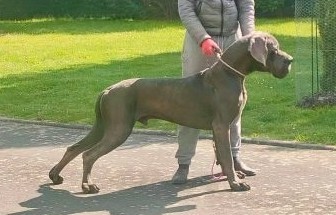 VIX DE DOGOKO · Dogue Allemand · LOE 2738377 · élevage Mme AGUADO MIRON Sonia