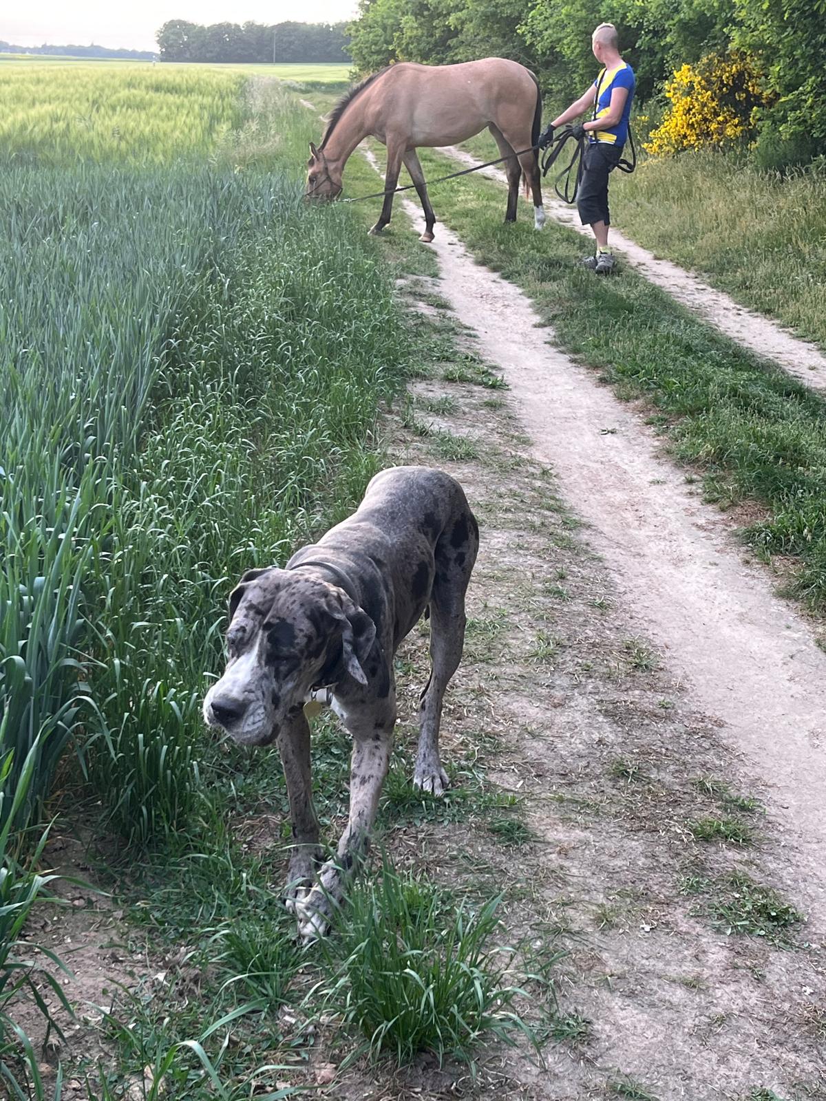 Ugly des côtes de la saunade · Dogue Allemand femelle Arlequin · LOF 86979 · élevage Kelly MOREL