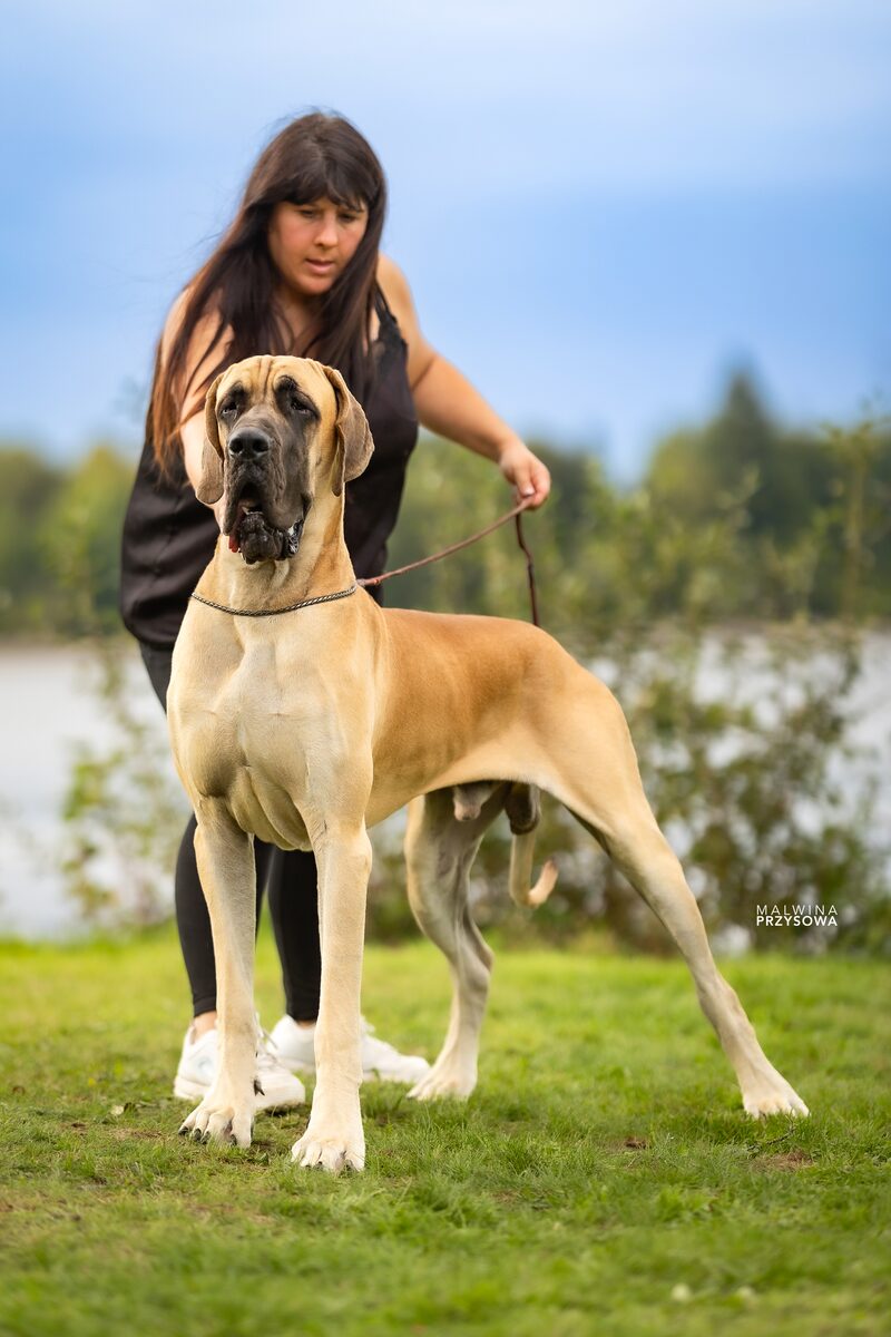 VALDO ECCO DE LA GUILDE DES NEPHILIMS, Dogue Allemand mâle Fauve