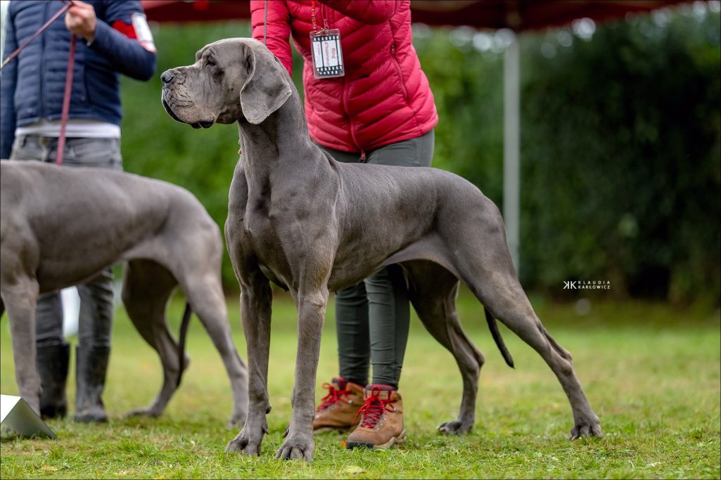 REEVA DE DOGOKO
