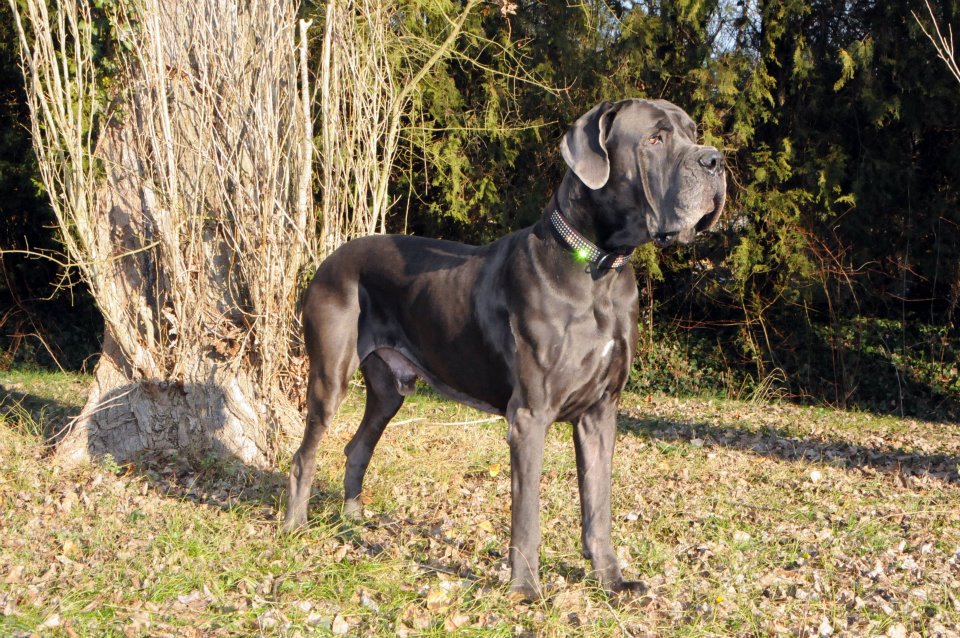 DON JUAN DE LA TOUR DU DAUPHINE, Dogue Allemand mâle Bleu