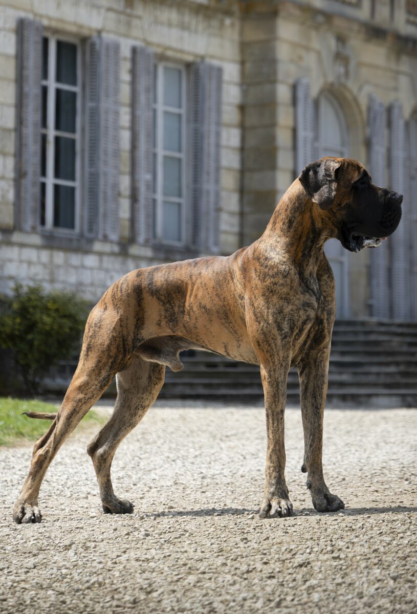 UMPORIO LE PRESTIGE DE LA GUILDE DES NEPHILIMS, Dogue Allemand mâle Bringé
