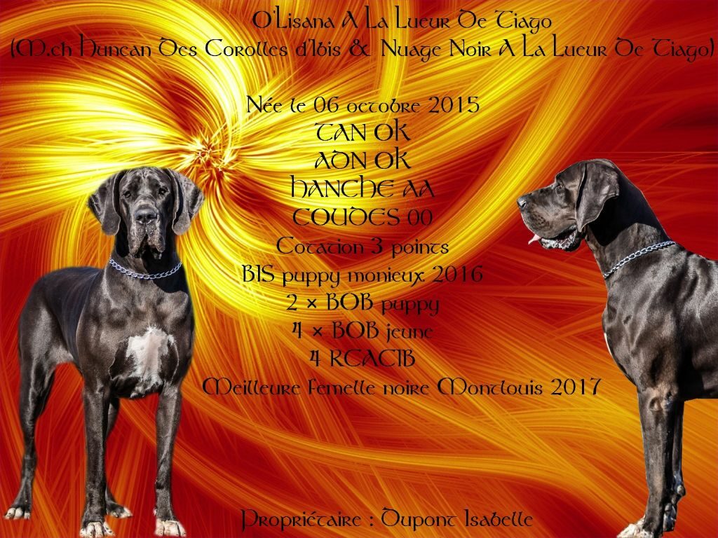 O'LISANA A LA LUEUR DE TIAGO A la Lueur de Tiago · Dogue Allemand femelle Noir · LOF 80161 · élevage Non renseigné