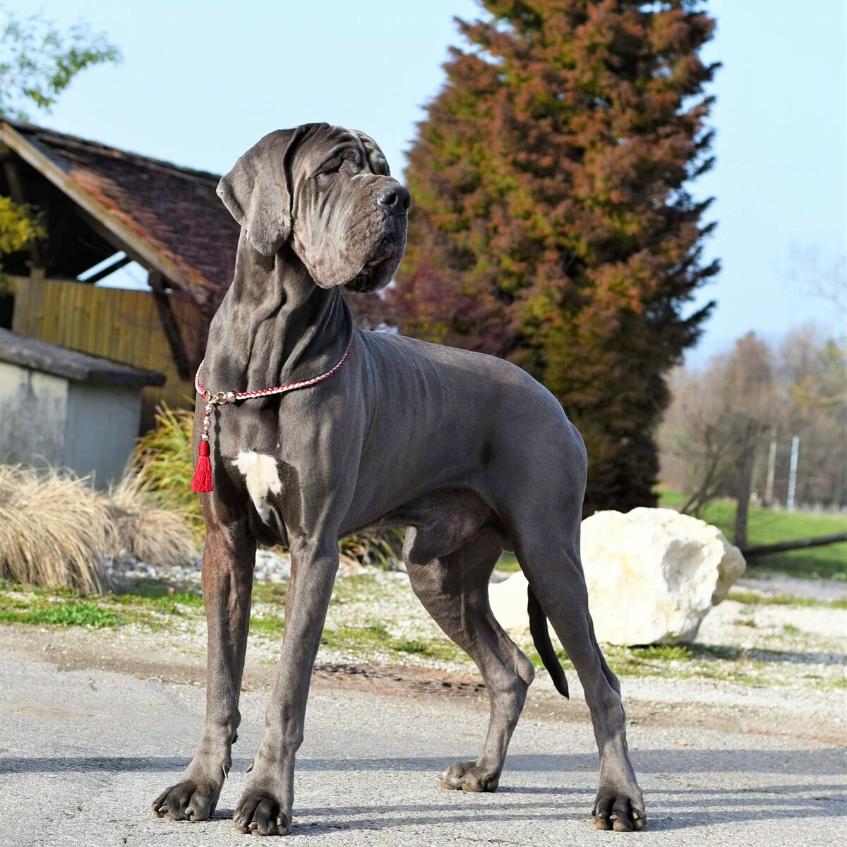 PILGRIMM PRAIS DE LA GUILDE DES NEPHILIMS, Dogue Allemand mâle Bleu